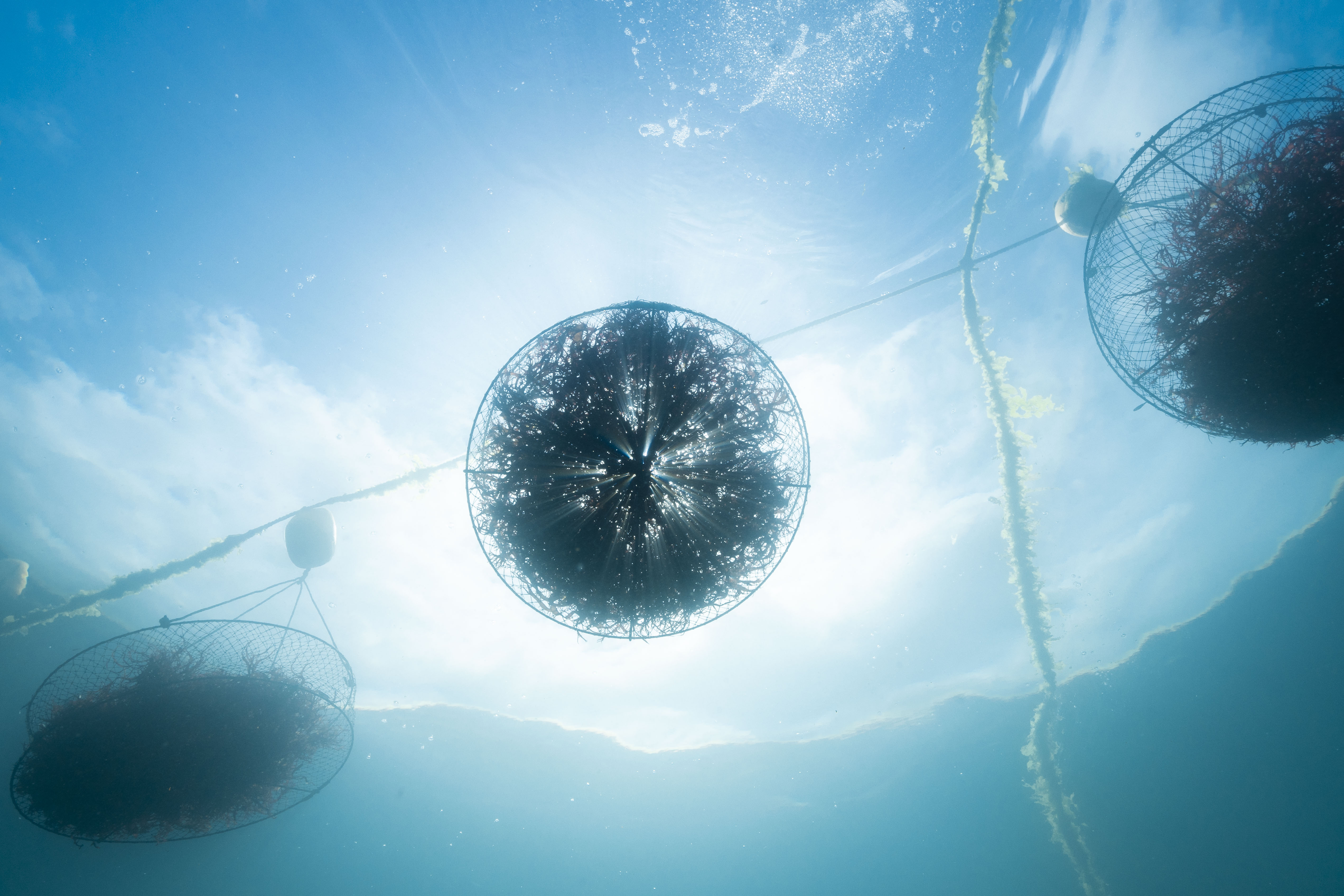 シーベジタブルの2025年を振り返り – SEA VEGETABLE COMPANY