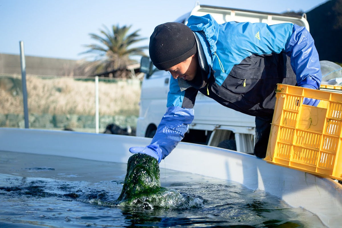 海藻の生産部門】SEA VEGETABLE Meetup 高知 – SEA VEGETABLE COMPANY