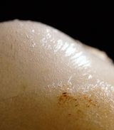 【予約販売】THE OMOCHI 青のり+はばのりセット