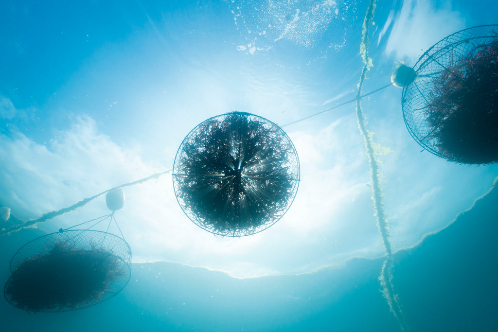 シーベジタブルの2025年を振り返り – SEA VEGETABLE COMPANY