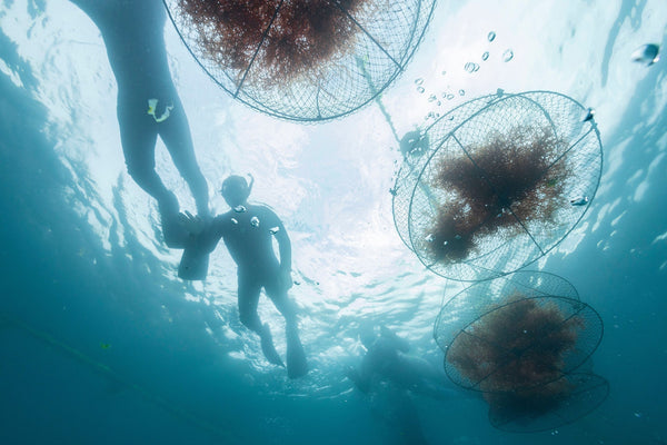 インタビューシリーズ「未来の海藻のつくり方」：VOL.7