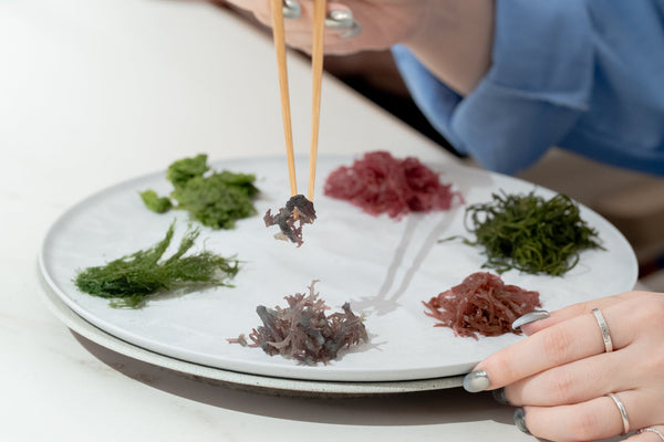 八重洲に新拠点。海藻の可能性をひらく実験の場「SEAVEGE- Kitchen Lab