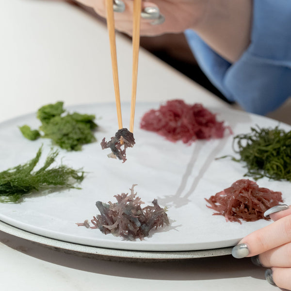八重洲に新拠点。海藻の可能性をひらく実験の場「SEAVEGE- Kitchen Lab