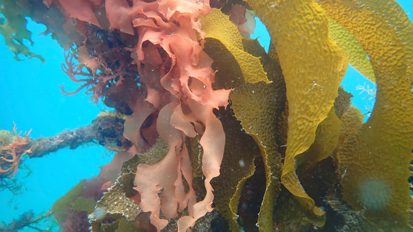 海藻が持つ栄養素を徹底紹介。“海藻”の力で、毎日おいしく健康を