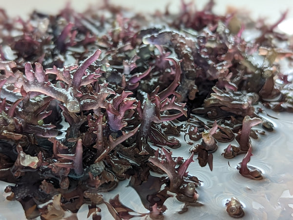 沖縄周辺で愛されてきた海藻「スーナ」の業務用販売を正式にスタート
