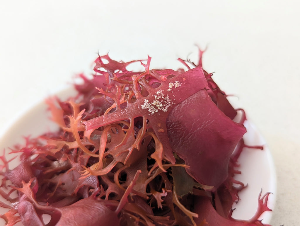 海面で栽培した海藻に見られる付着物や表面の形状について – SEA