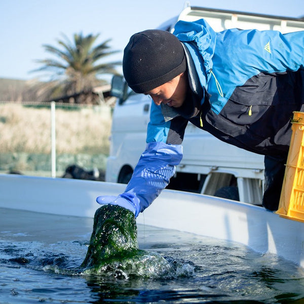 海藻　リクエスト用 海藻の生産部門】SEA VEGETABLE Meetup 高知 – SEA VEGETABLE COMPANY