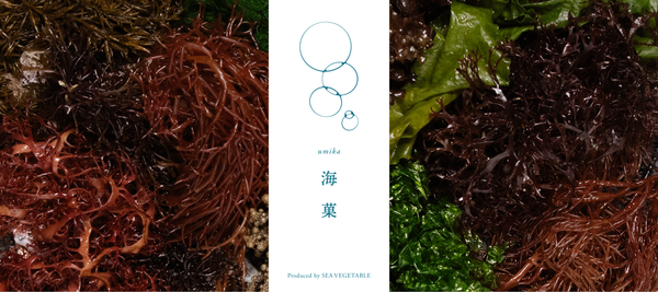 海から生まれた新しいスイーツ体験「海菓 umika」シリーズ