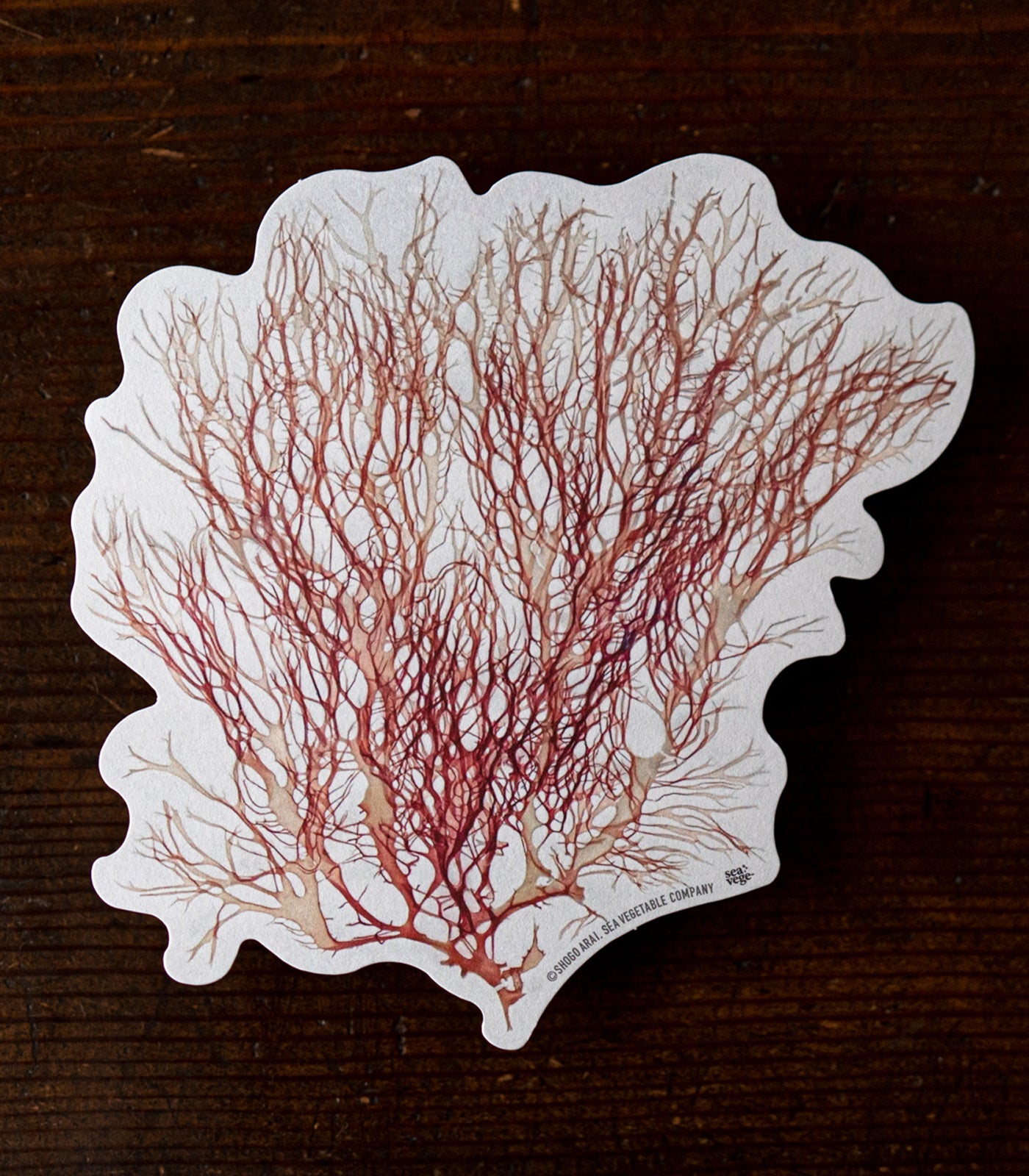 海藻ギフトボックス（中）/ シーベジタブル – SEA VEGETABLE COMPANY