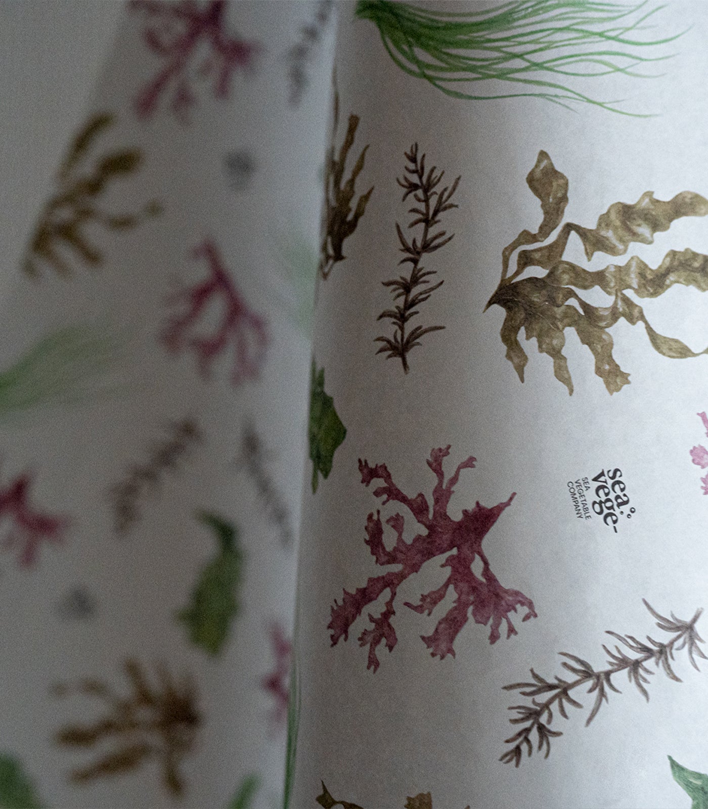 藻ページ 海藻ギフトボックス（大）／シーベジタブル – SEA VEGETABLE COMPANY